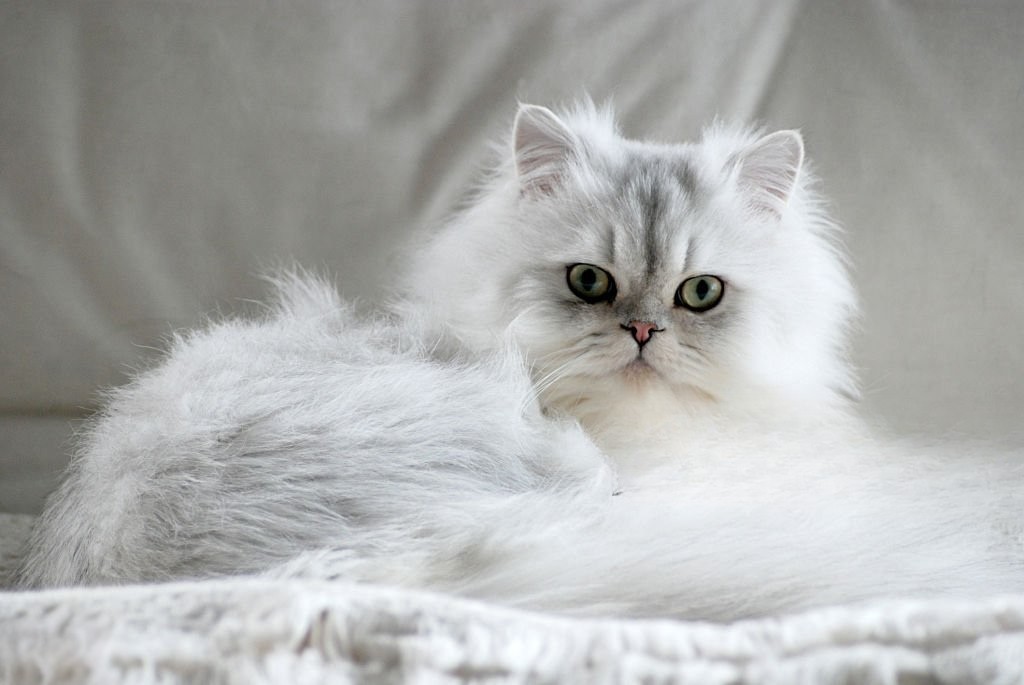 PERSIAN CAT