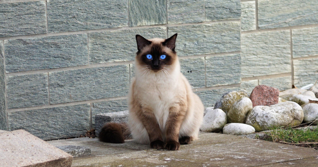 intelligent cat breeds 