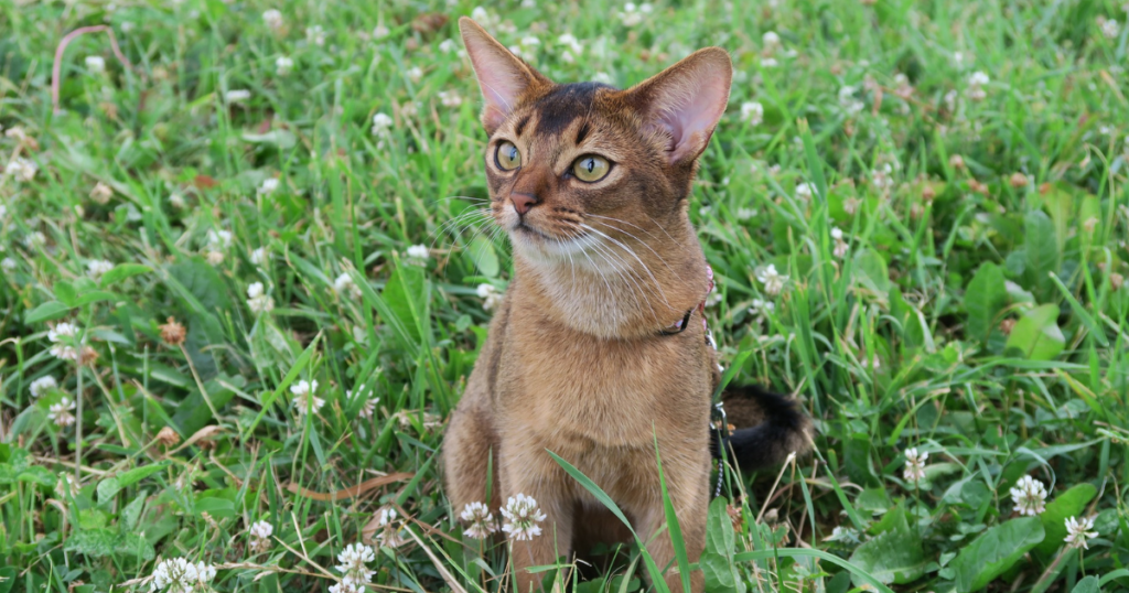  "Abyssinian cat playing actively with older children showing energetic family interaction"