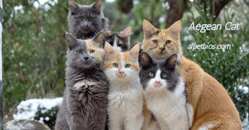 An orange tabby Aegean Cat with striking blue eyes peeks through green leaves. Text: "Aegean Cat aipetbios.com" with a logo in the corner.
A collage of nine Aegean cats and kittens in various colors and patterns, including tabby, calico, and bicolor. Text: "Aegean Cat" and "aipetbios.com" are overlaid on the images.
A group of six Aegean cats with diverse coat colors like grey, ginger, and bicolor huddled together outdoors. Text: "Aegean Cat aipetbios.com".
Would you like me to generate alt text for any more images, or perhaps help you organize these into a gallery?