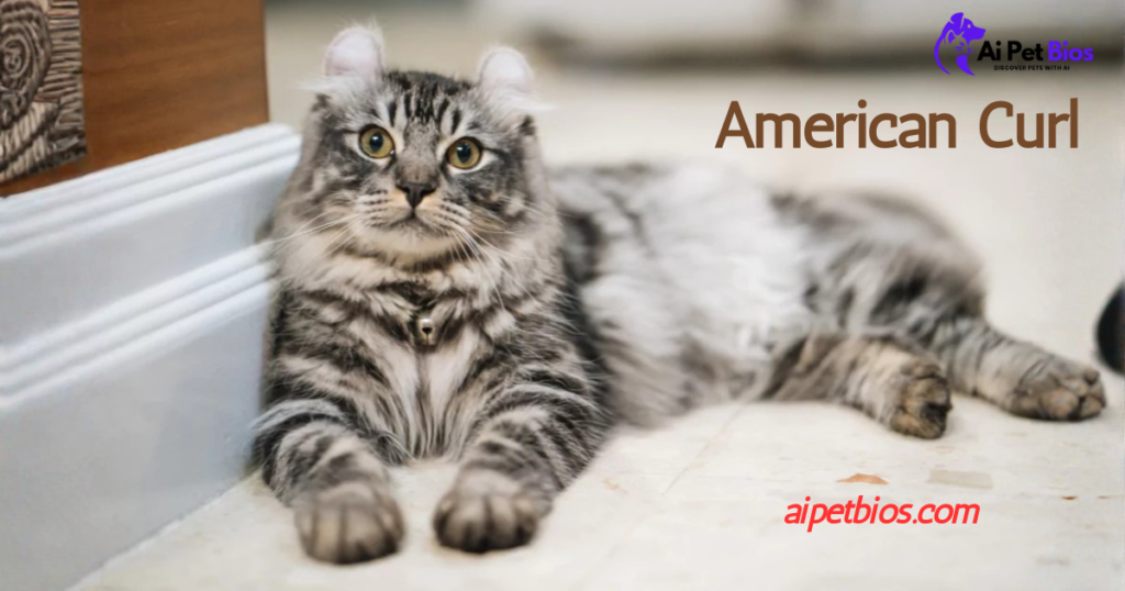 A fluffy silver and black tabby American Curl cat with curled ears and a small collar bell lies on a light-colored floor. Text: "American Curl," "aipetbios.com," and Ai Pet Bios logo.