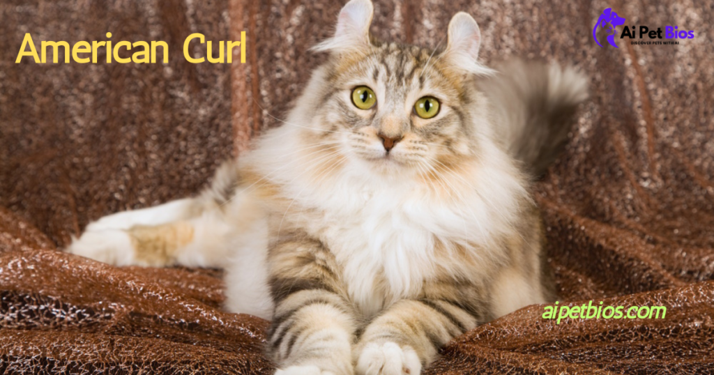 A long-haired, calico-patterned American Curl cat with distinct curled ears and yellow eyes rests on a textured brown fabric. Text in the corners includes "American Curl," "aipetbios.com," and the Ai Pet Bios logo.