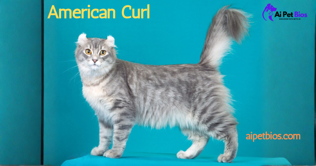 ALT TEXT ONLY
Custom Gem
A long-haired grey tabby American Curl cat with signature backward-curling ears stands against a teal background. Text reads "American Curl" and "aipetbios.com" with an Ai Pet Bios logo.