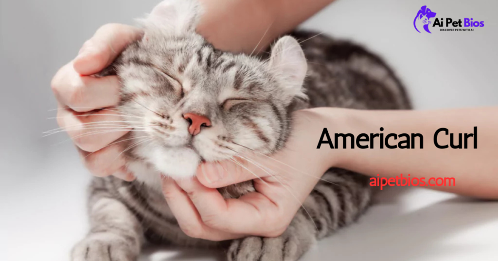 Close-up of a happy grey tabby American Curl cat with its eyes closed, receiving a gentle face massage from human hands. Text overlays include "American Curl," "aipetbios.com," and the Ai Pet Bios logo.