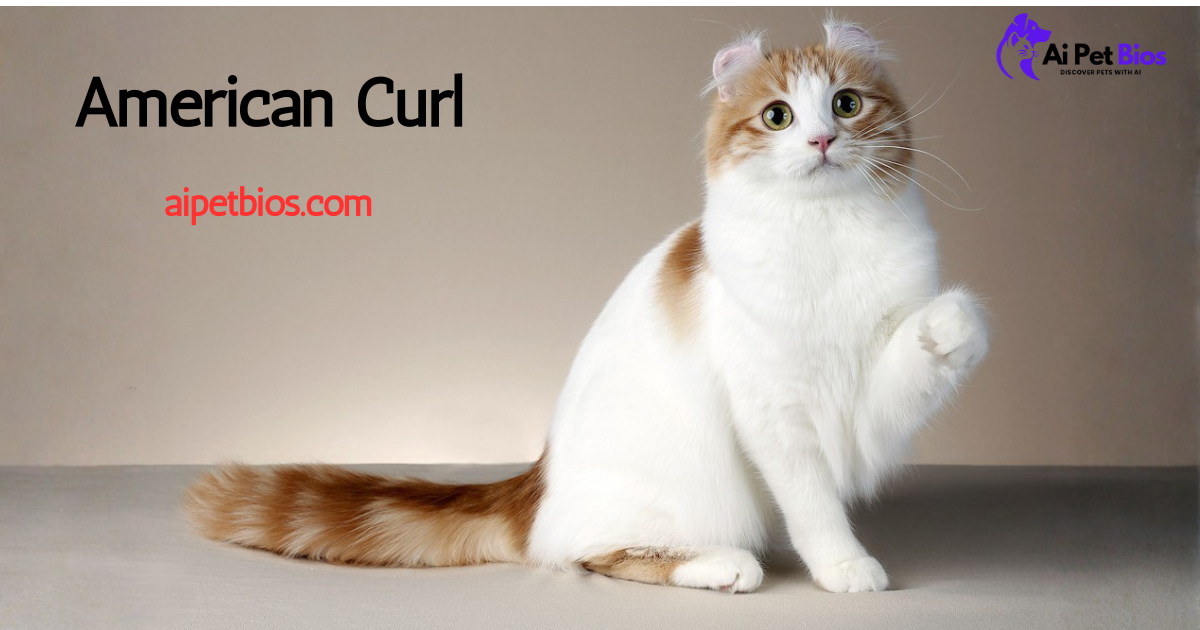 american curl