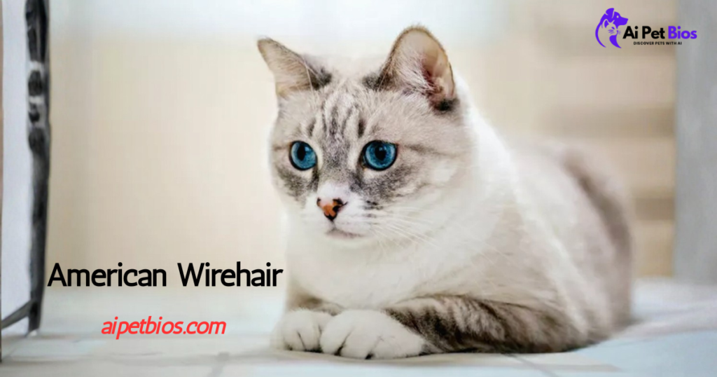 A white and grey American Wirehair cat with striking blue eyes rests on a light surface. Text overlay: "American Wirehair," "aipetbios.com," and "Ai Pet Bios" logo.