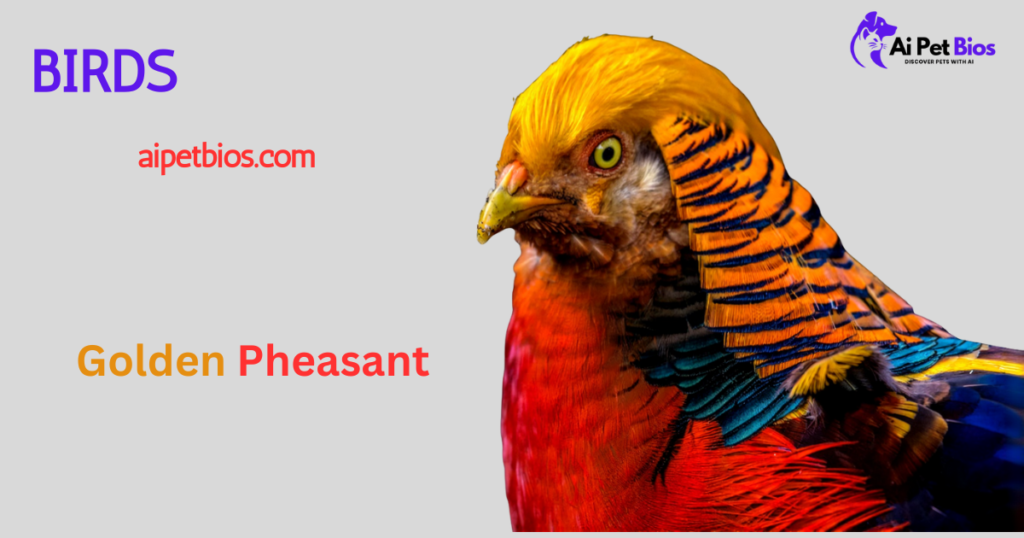 Close-up of a Golden Pheasant's head and neck, showcasing its golden-yellow crest, orange and black striped ruff, and vibrant red chest feathers.