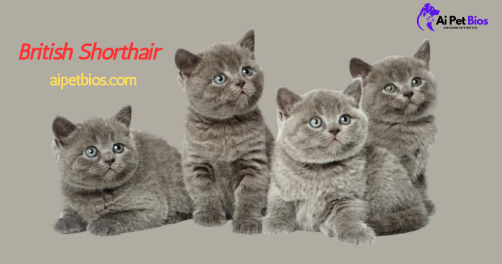 Four grey British Shorthair kittens sit in a row against a solid neutral background. Red and yellow text on the left reads "British Shorthair" and "aipetbios.com," with the "Ai Pet Bios" logo in the top right.