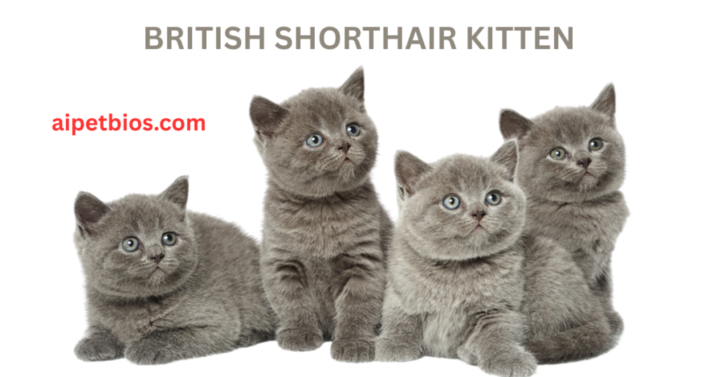 
An image showing four fluffy, grey British Shorthair kittens sitting together against a white background. They have round faces and expressive blue-grey eyes, looking in different directions. Above them, the text "BRITISH SHORTHAIR KITTEN" is written in grey, and to the left, the website "aipetbios.com" is displayed in red.