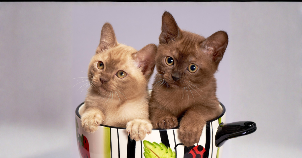 "Burmese cat showing emotional intelligence comforting child demonstrating family suitability"