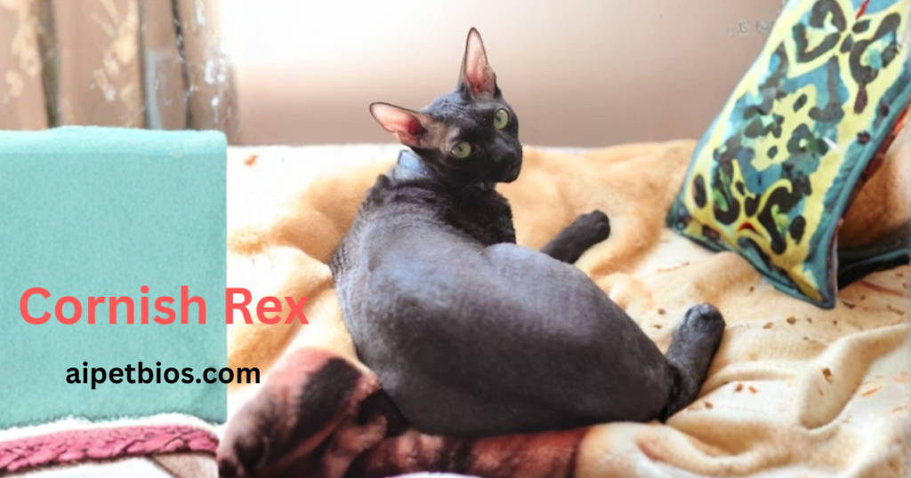 Playful, affectionate, and social. They enjoy being the center of attention and require owners who can participate in active play.