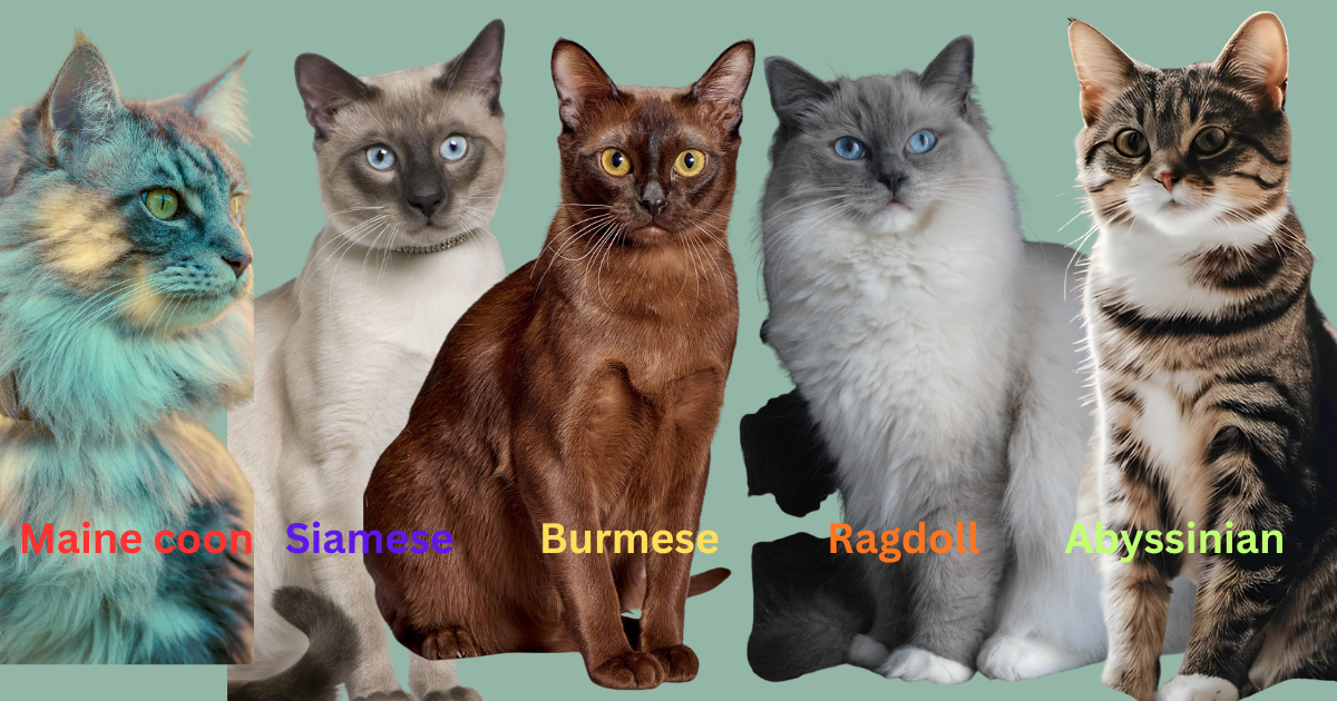 An infographic showcasing five different cat breeds against a solid light teal background. From left to right, the cats are: Maine Coon: A long-haired cat with a blue-grey and tan coat, shown in profile. Siamese: A sleek, light-colored cat with dark facial markings and striking blue eyes. Burmese: A chocolate-brown cat with a muscular build and yellow-gold eyes, sitting facing forward. Ragdoll: A fluffy, white and grey long-haired cat with bright blue eyes. Abyssinian: A short-haired cat with a brown and black tabby pattern. Each cat is labeled with its breed name in colorful text below its image.