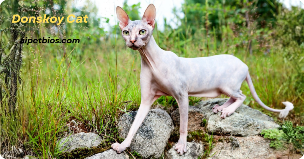 A hairless Donskoy cat with a slender, athletic build steps across grey rocks in a lush, green outdoor environment. Text: "Donskoy Cat" and "aipetbios.com".