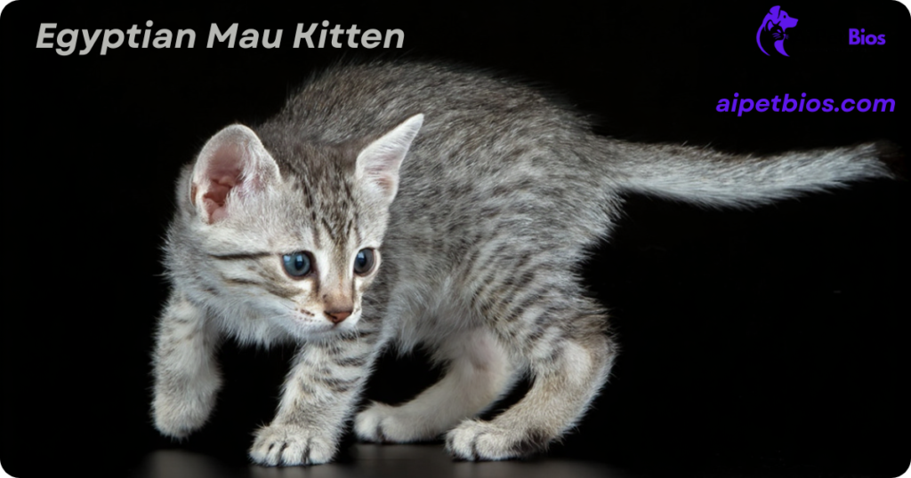 A small, silver-spotted Egyptian Mau kitten in a playful pounce position against a solid black background. Text: "Egyptian Mau Kitten" and "aipetbios.com".