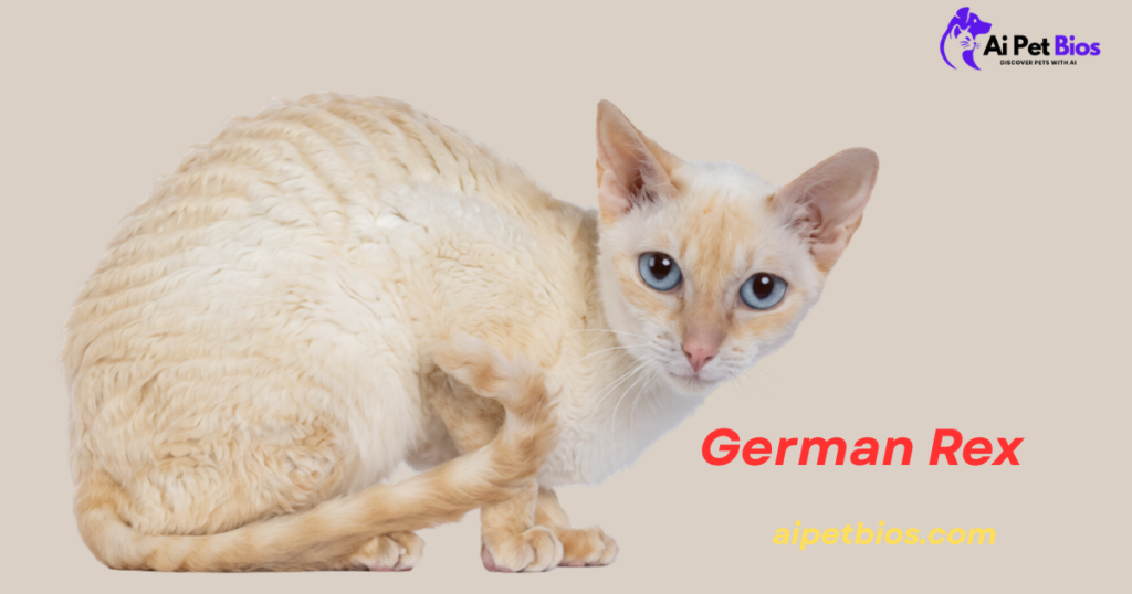 A cream-colored German Rex cat with distinctive wavy fur and blue eyes sits against a plain background. Text: German Rex aipetbios.com.