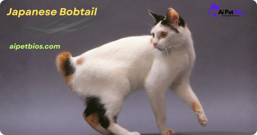 A calico Japanese Bobtail cat with a short, pom-pom tail stands against a gray background. Text: "Japanese Bobtail" and "aipetbios.com."