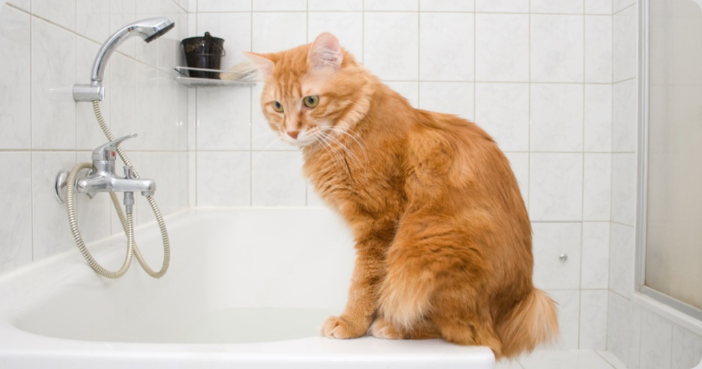 An orange ginger Kurilian Bobtail cat sitting on the edge of a white bathtub in a tiled bathroom, looking intently down at the water.