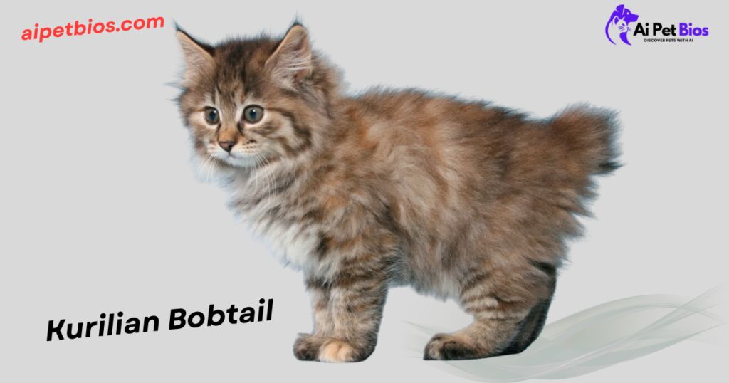 A fluffy, brown tabby Kurilian Bobtail kitten stands against a solid grey background. The image includes the red text "aipetbios.com" in the top left, the black text "Kurilian Bobtail" at the bottom left, and an "Ai Pet Bios" logo in the top right.