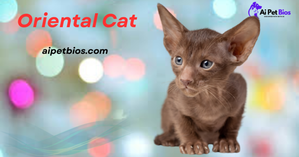 A small, chocolate-brown Oriental kitten with large, prominent ears and curious blue-grey eyes sits against a colorful, blurred bokeh background. The text Oriental Cat appears in red, along with the website aipetbios.com and the Ai Pet Bios logo.