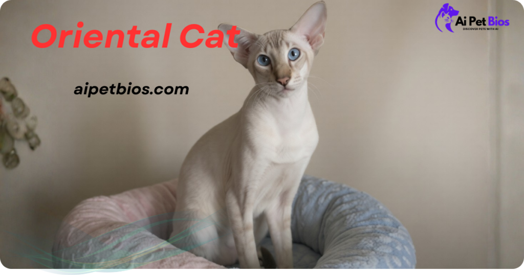 A slender, cream-colored Oriental cat with striking blue eyes and large ears sits in a soft, round pet bed. The text "Oriental Cat" appears in red, with "aipetbios.com" and a logo for "Ai Pet Bios" also visible.