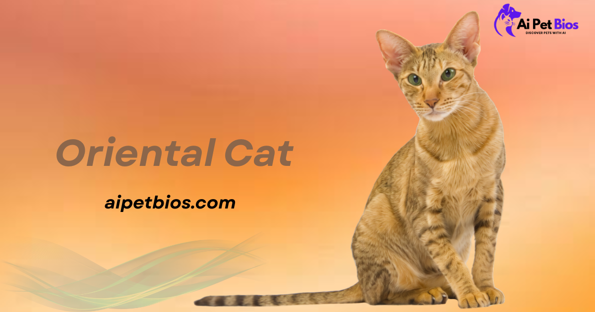 Oriental Cat