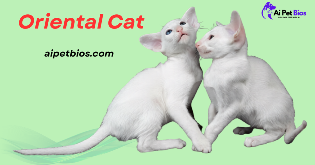 Two slender, white Oriental kittens with large ears interact on a light green background. One kitten looks upward while the other nudges its cheek. The image includes the red text "Oriental Cat," the URL "aipetbios.com," and the "Ai Pet Bios" logo in the top right corner.