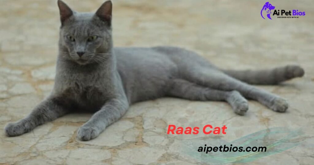 Grey Raas cat lying on a stone surface. Text: 'Raas Cat', 'aipetbios.com', and 'Ai Pet Bios' logo.