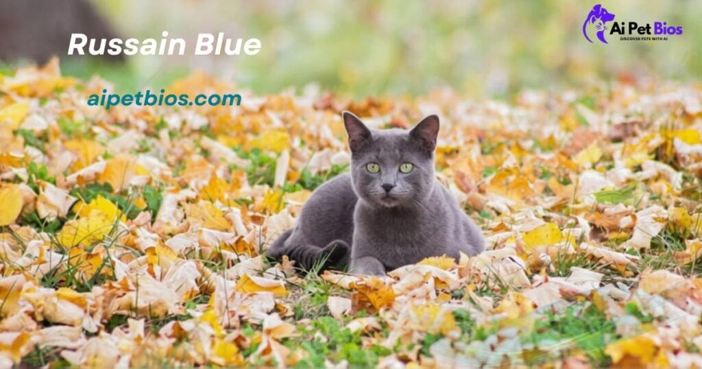A Russian Blue cat with silver-grey fur and green eyes sits among yellow autumn leaves. Text: "Russain Blue" and "aipetbios.com" with "Ai Pet Bios" logo.