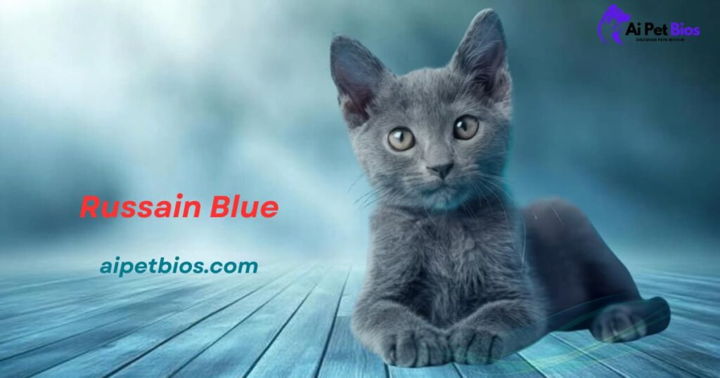 Russian Blue kitten with soft grey fur sitting on a blue wooden floor against a misty background. Text: "Russain Blue," "aipetbios.com," and "Ai Pet Bios" logo.