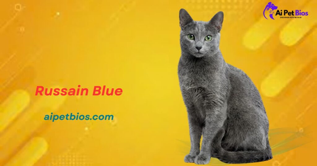 A slender, graceful Russian Blue cat with striking green eyes sits upright against a bright yellow background with abstract geometric shapes. The image includes the text "Russain Blue," the URL "aipetbios.com," and the "Ai Pet Bios" brand logo.