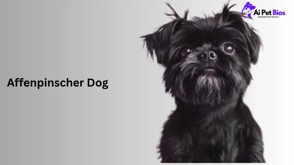 Close-up portrait of a black Affenpinscher dog showing its unique facial features, by Ai Pet Bios.